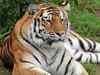Grand-old tiger of Delhi zoo dies of multiple organ failure