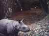 Rhino killed in Kaziranga, horn removed