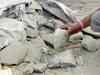 Delayed monsoon took a toll on sector: JK Lakshmi Cement