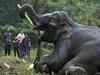 Female elephant deployed to tame violent wild tusker in Nepal