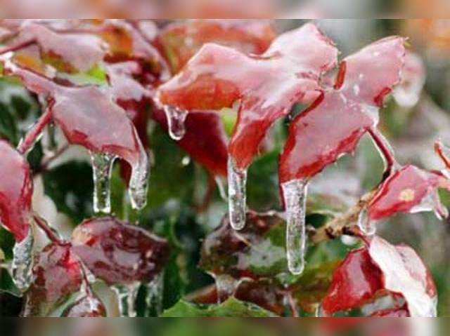 Icicles hang from leaves covered in freezing rain in Neumuenster