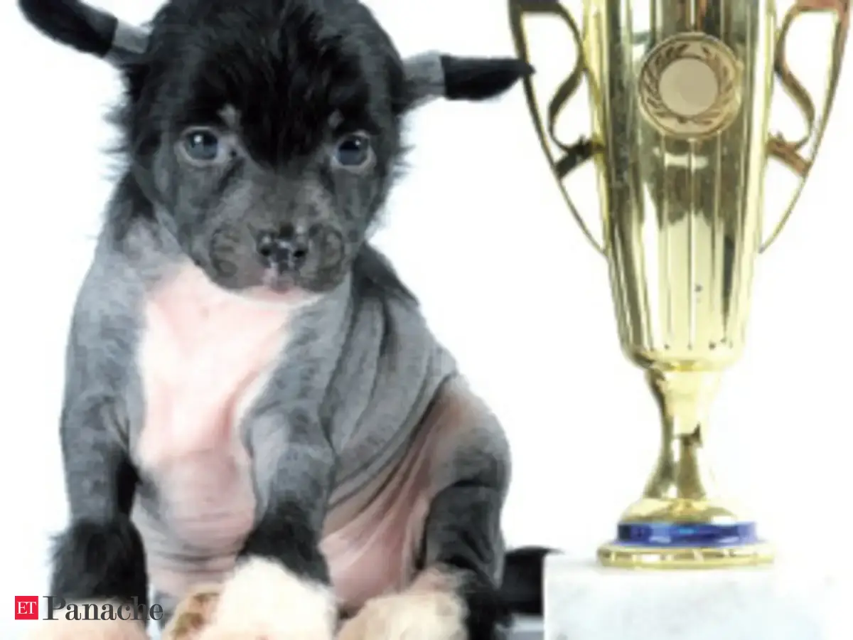 brands owned by adidas