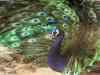 14 peacocks found dead in Agra district