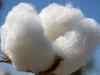 Cotton price eases; top commodity trading bets by experts