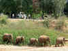 Odisha seeks speed restriction of trains to save elephants