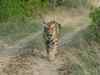 Efforts on to revive tiger population in Sariska national park