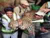 Female leopard succumbs in conflict between male, female leopards
