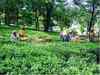 Budget 2013: Tea sector seeks crop insurance and fertiliser subsidy