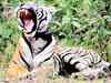Tigress eats its cub in Panna reserve