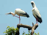 Indian birds under threat from climate change: Study