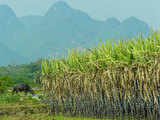 Sonipat farmers dump cotton for sugarcane