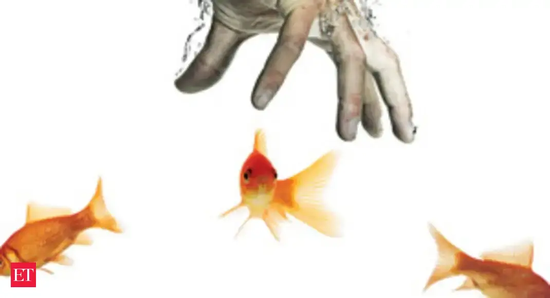 Sunday ET Why do fish feel slimy and lose scales on being touched