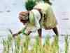 Rabi rice output may surge in Assam, Bengal