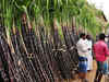 Government appoints a taskforce to study cane productivity