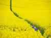 Rapeseed-mustard production to touch 71 lakh tonnes