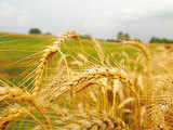 Farmers in Ghaziabad and Meerut not impressed by wheat's MSP hike