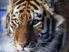 13 tiger deaths in MP, Jayanthi Natarajan asks Shivraj Singh Chouhan to take preventive steps