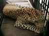 Leopard rescued from Sinhasa village near Indore, forest department doubt poaching attempt
