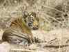 Russian team in Pench, Kanha to learn tiger conservation