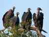 India praised for its vulture conservation efforts