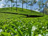 Budget 2013: Small tea growers demand for subsidized fertilizer remained unheard