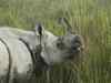 Another rhino killed in Kaziranga, toll goes up to 9