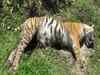 Mutilated bodies of a tiger and leopard recovered near Corbett park
