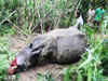 How a myth is killing the rhino