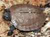 More turtles visit Chennai beach for nesting