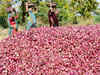 Government rules out banning onion export