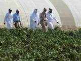 OMIFCO to supply local urea-fertiliser for Oman's agro sector