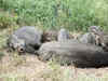 Four poachers arrested for hunting wild boar