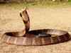 King Cobra not on the verge of extinction in India: Environment ministry