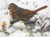Survey confirms sparrow decline in Indian cities