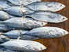 Seafood industry: Indian west coast sees good tuna arrival