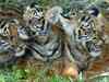 Tiger sightings in Sattari on the rise