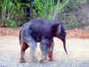Deserted elephant calves being sent to Jaldapara