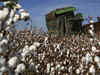 Agro commodity watch: Cotton prices hold steady