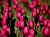 Tulips in full bloom, over 45,000 tourists visit garden