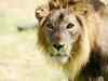 Lucknow zoo gets a pair of Asiatic lions from Rajkot zoo