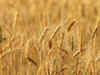 India, US to launch joint research collaboration on wheat