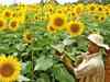 India's agriculture output to be worth 29 lakh crore by 2030: CII-McKinsey report