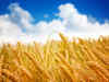Wheat exports likely to touch 7.5 million tonnes: FAO