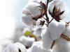 Cotton prices to be stable in the coming year