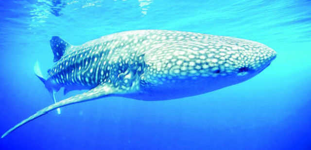 Whale shark pup indicates mighty fish are breeding off Gujarat