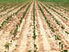 India's cotton exports may drop by 34% in 2012-13: USDA