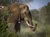 Odisha signs MoU with Wildlife Trust of India to save elephants from train hits