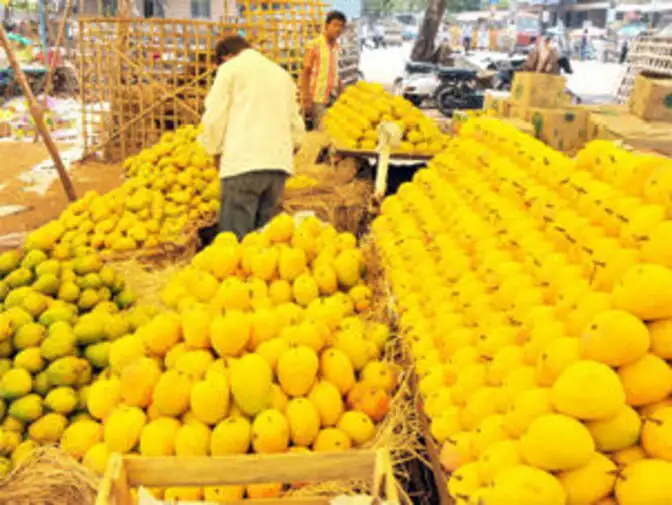 India likely to export record 500 tonne mangoes to US APEDA The