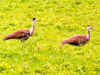 Government urged to implement 'Project Bustard' to save grassland bird from extinction