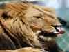 Gujarat claws its way back in lion war